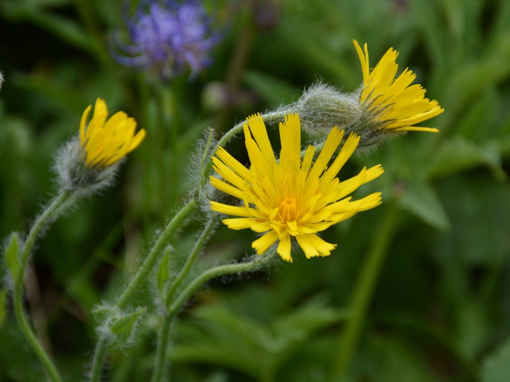 Hieracium villoso ?